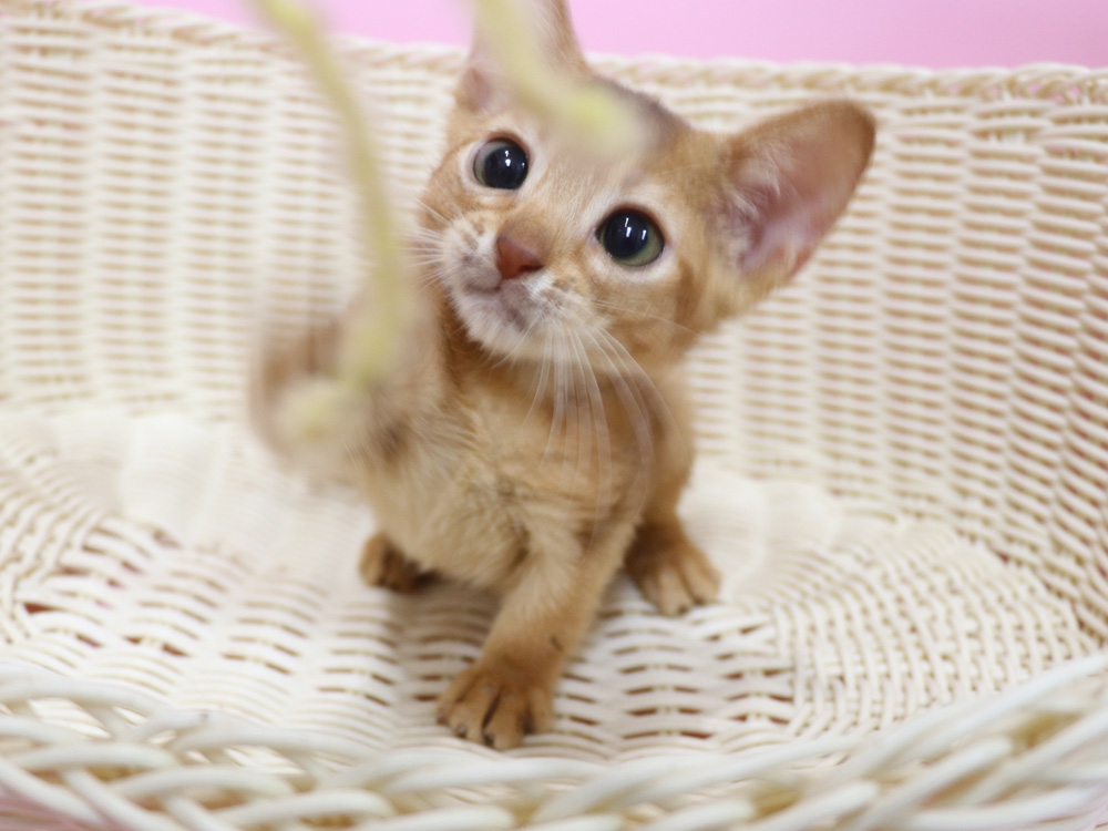 アビシニアンの子猫画像