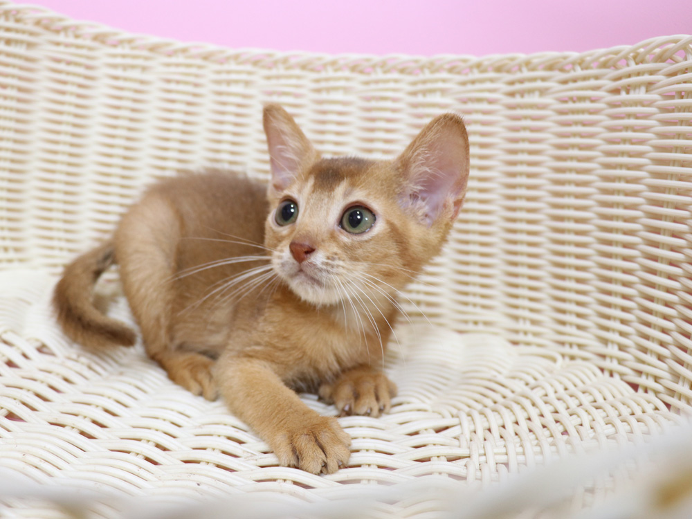 アビシニアンの子猫画像