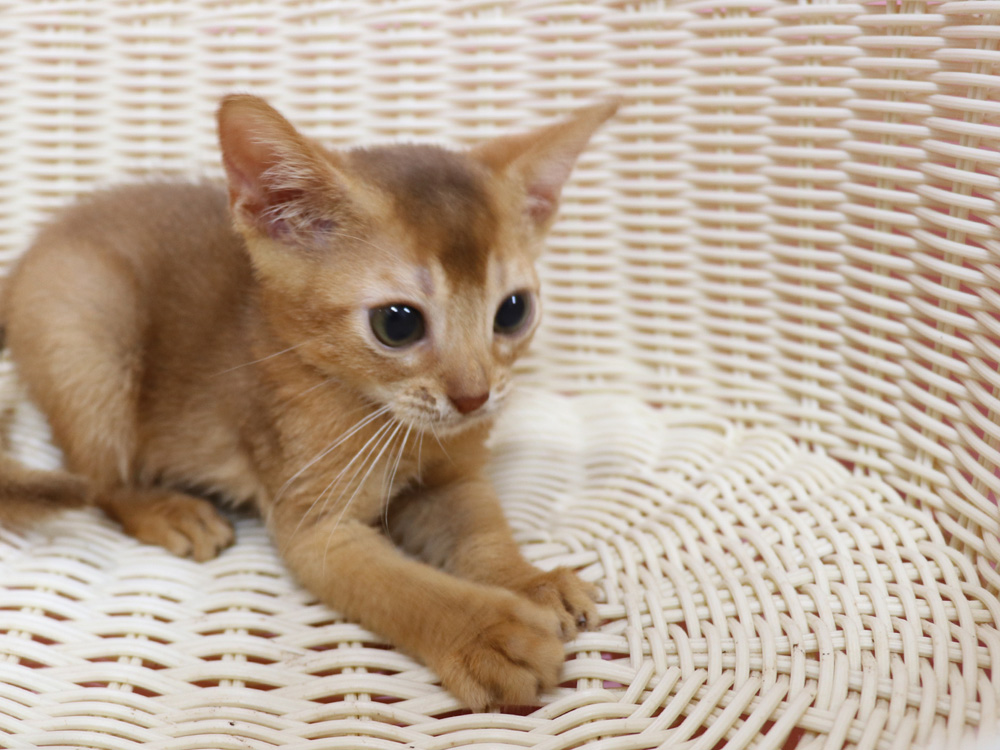 アビシニアンの子猫画像