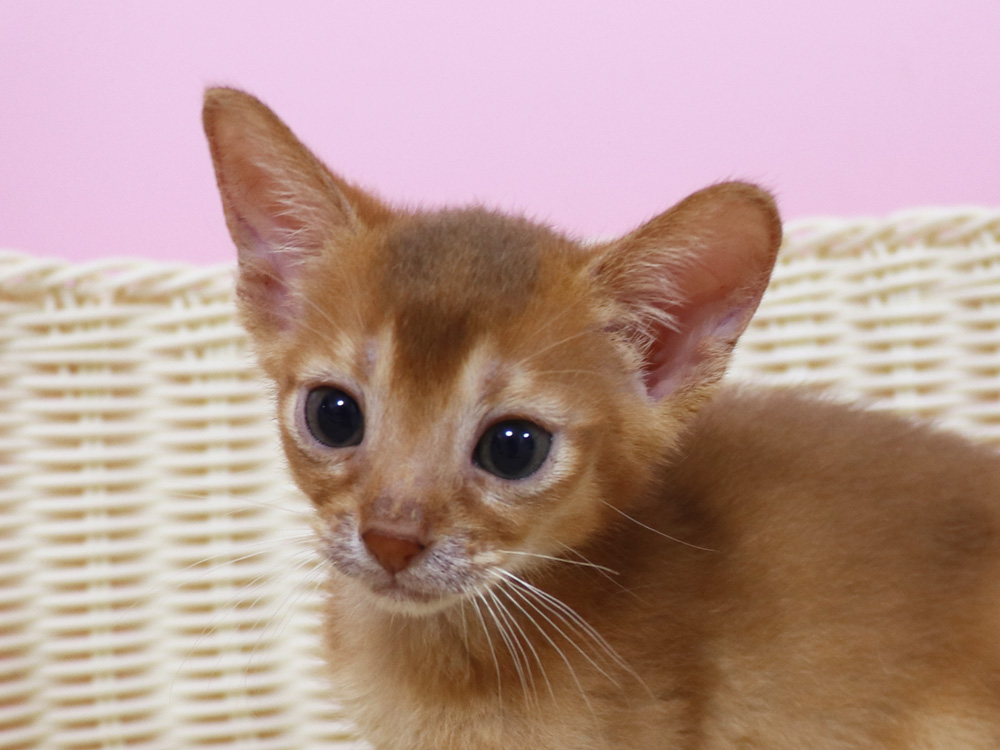 アビシニアンの子猫画像