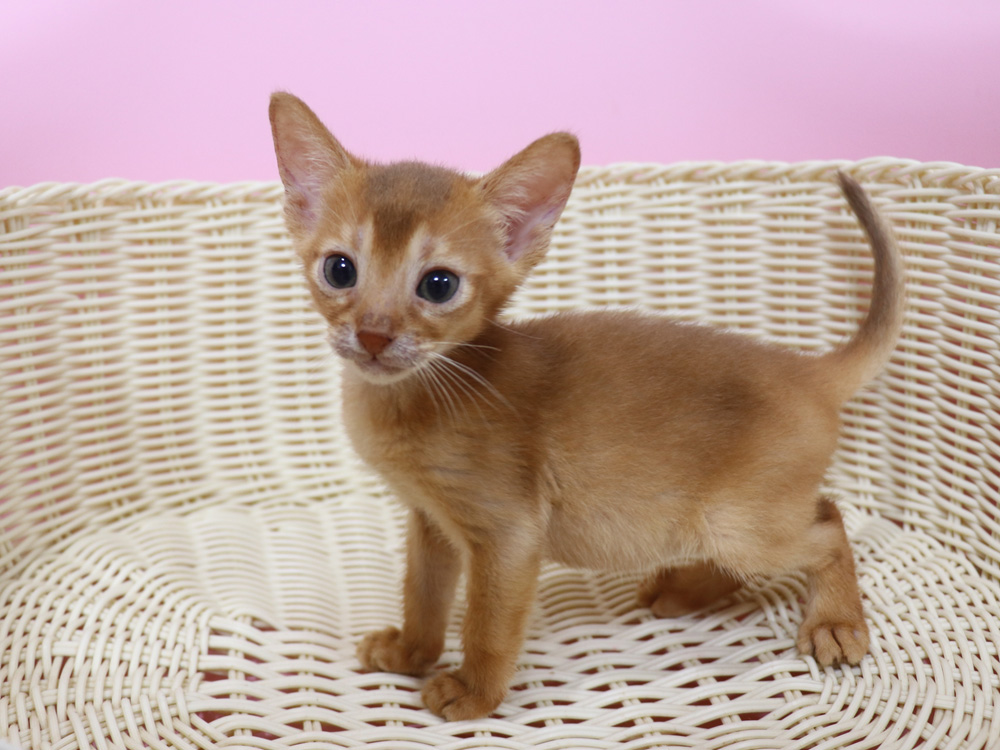 アビシニアンの子猫画像