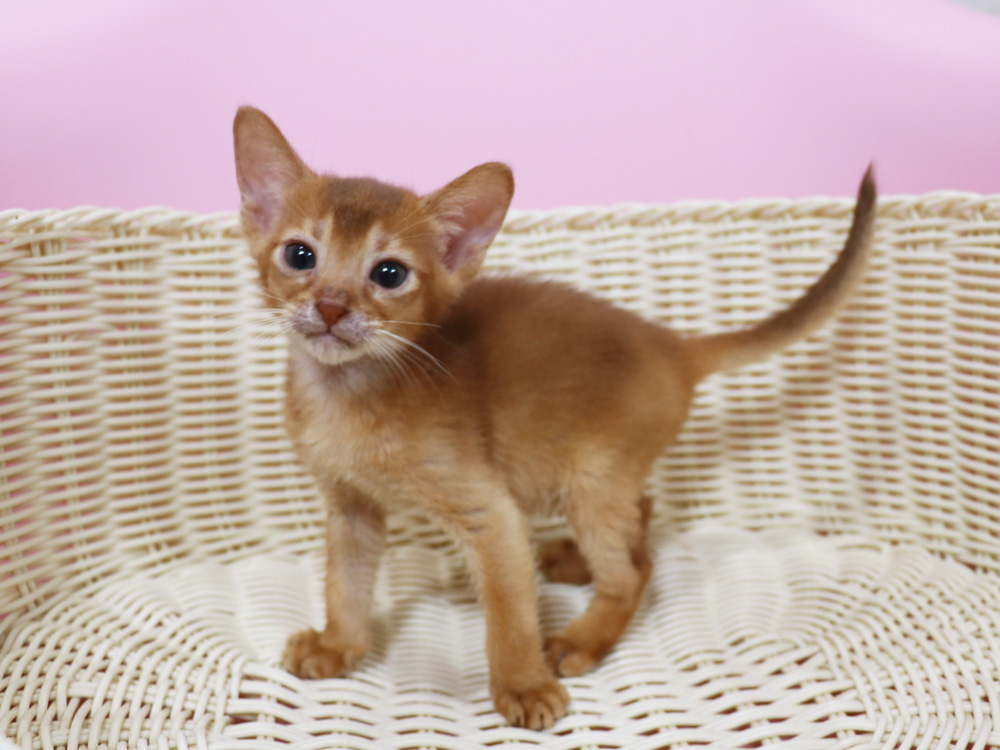 アビシニアンの子猫画像