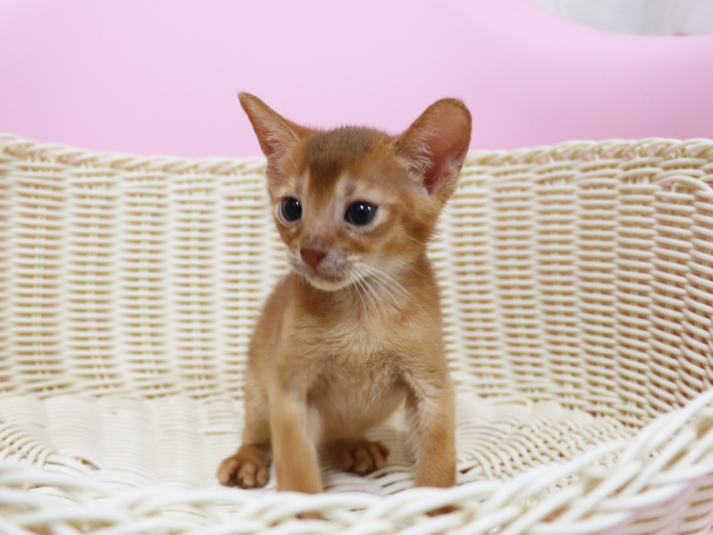 アビシニアンの子猫画像