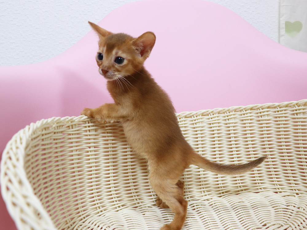 アビシニアンの子猫画像