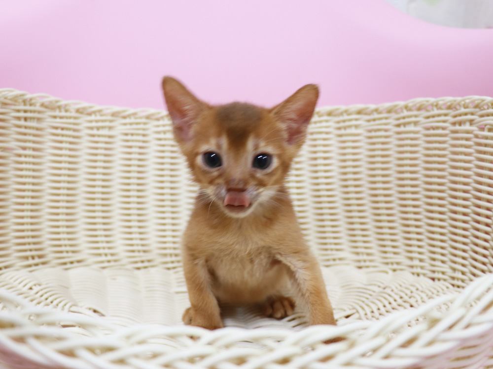 アビシニアンの子猫画像