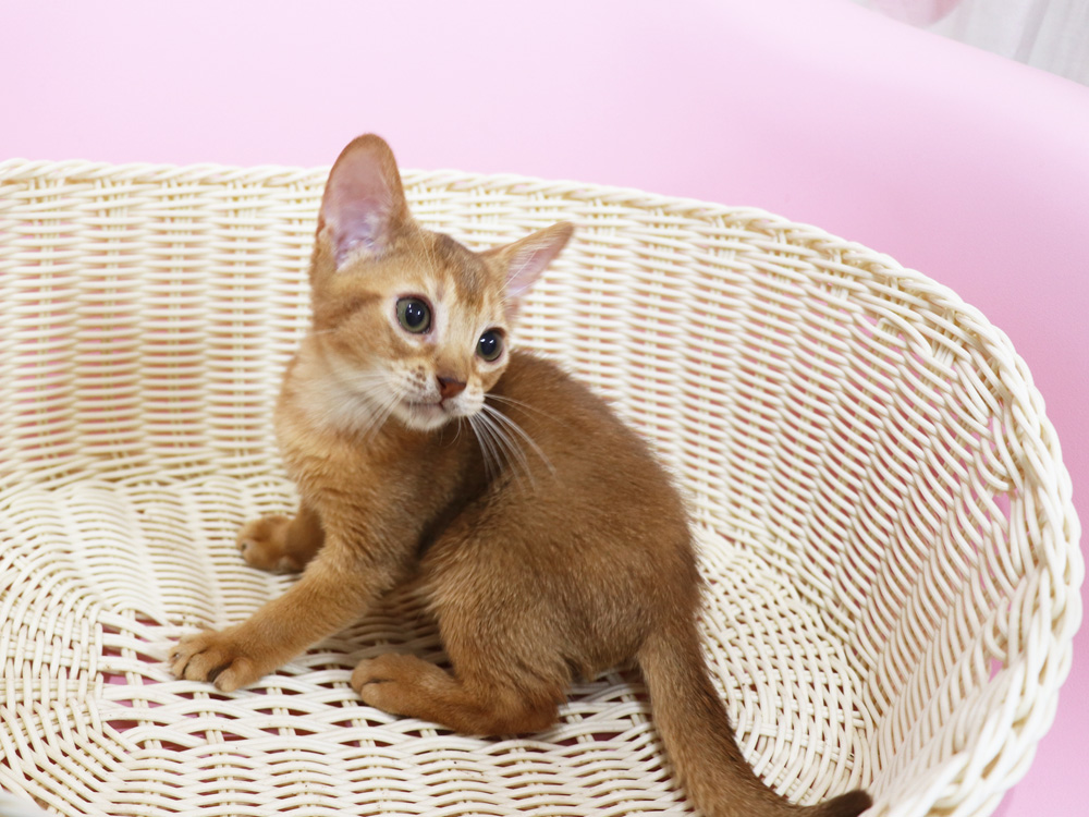 アビシニアンの子猫画像