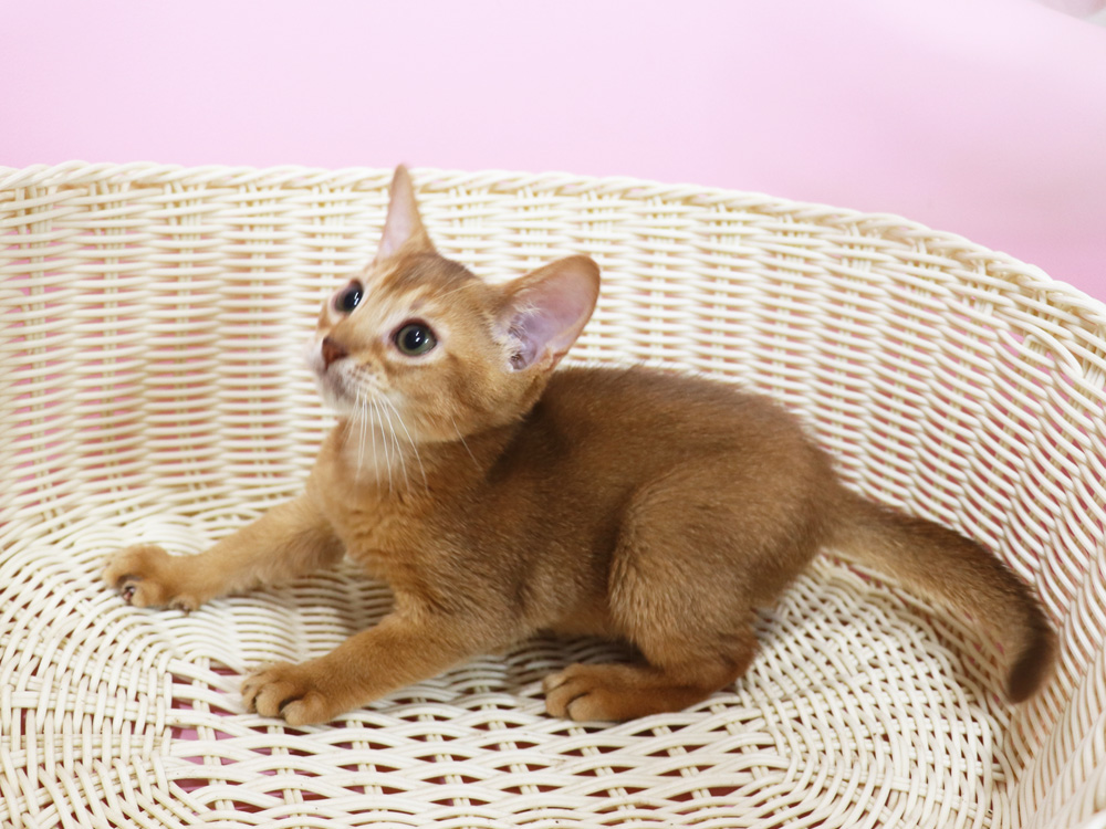 アビシニアンの子猫画像