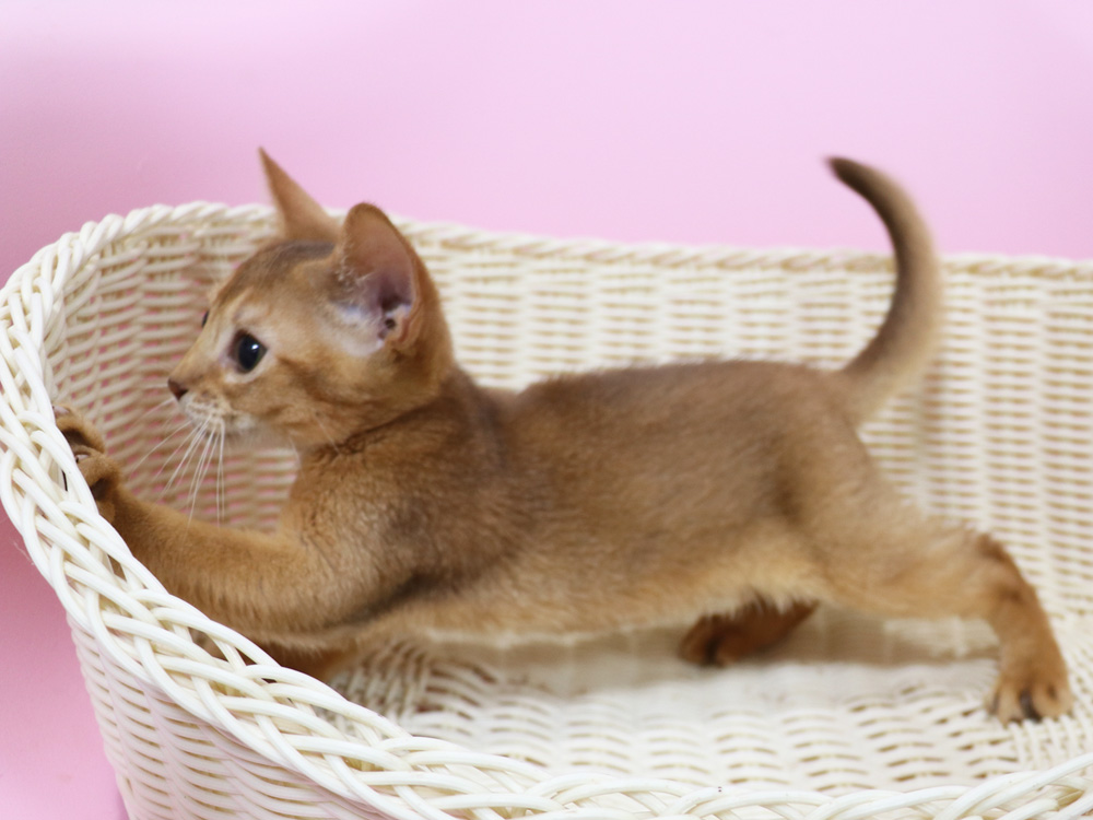 アビシニアンの子猫画像