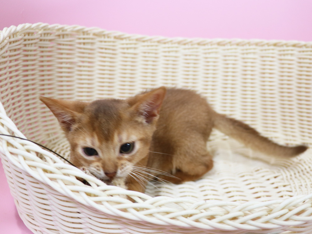 アビシニアンの子猫画像