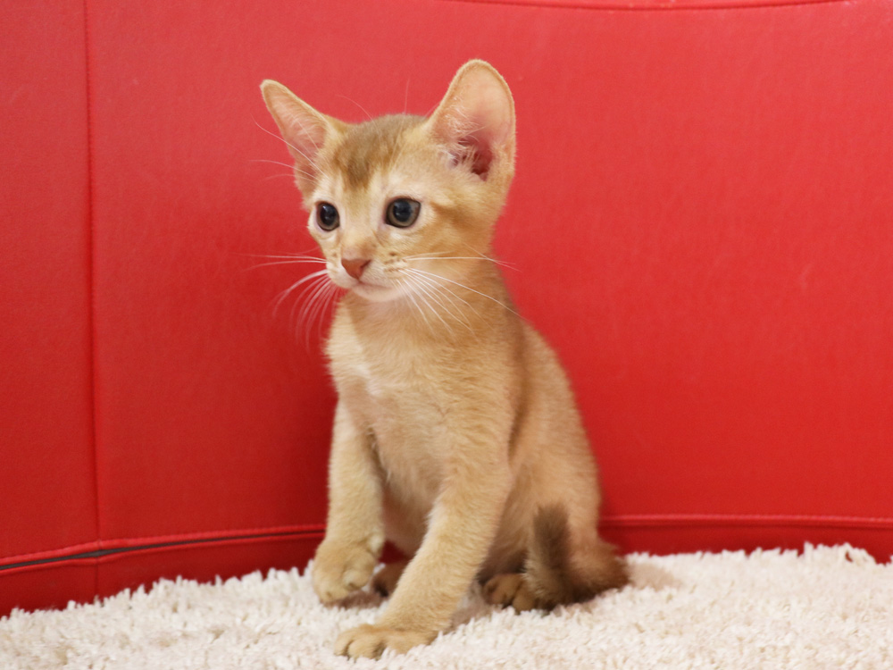 アビシニアンの子猫画像