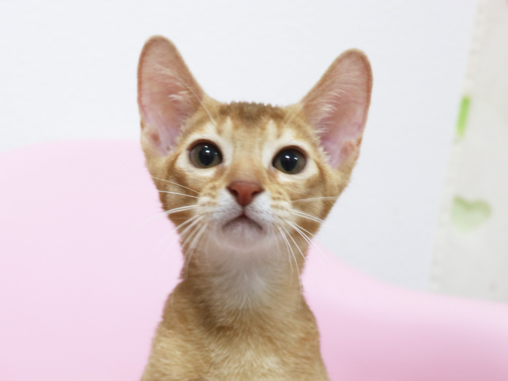 アビシニアンの子猫画像