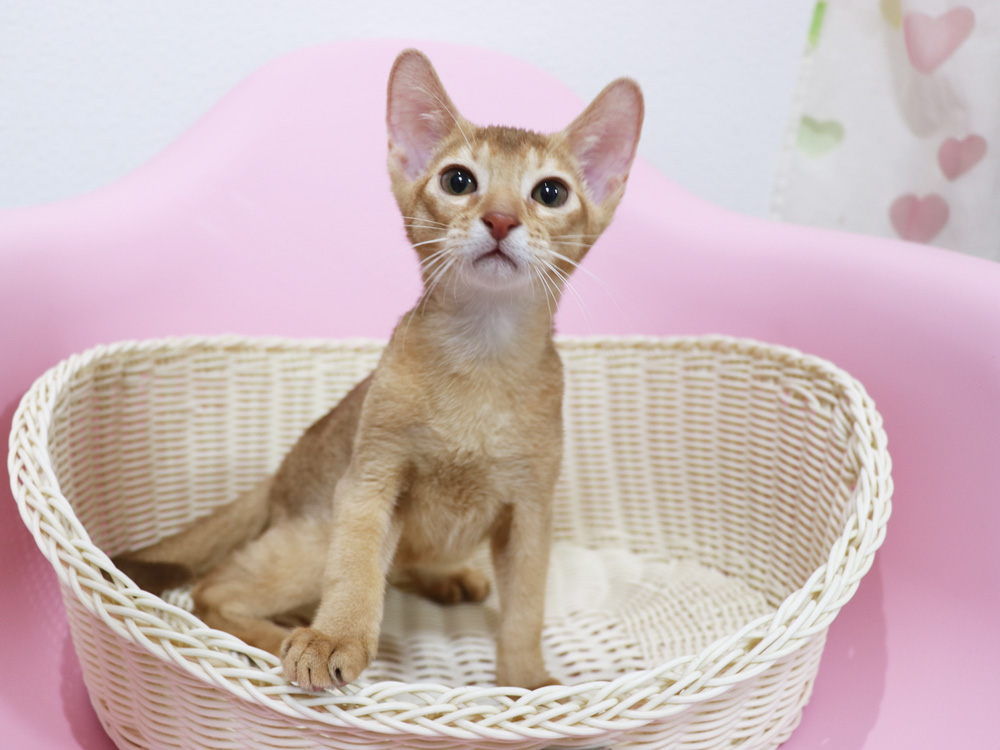 アビシニアンの子猫画像