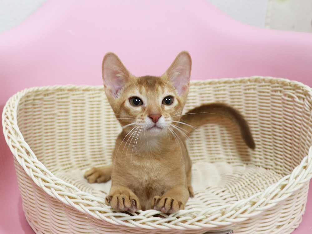 アビシニアンの子猫画像
