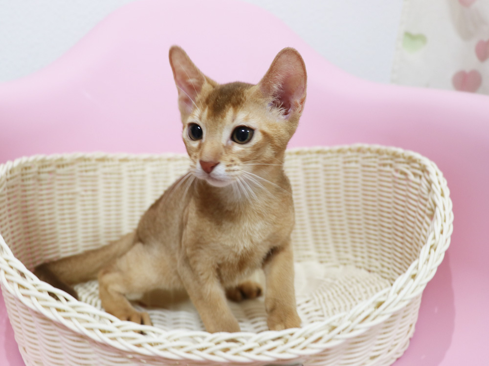 アビシニアンの子猫画像