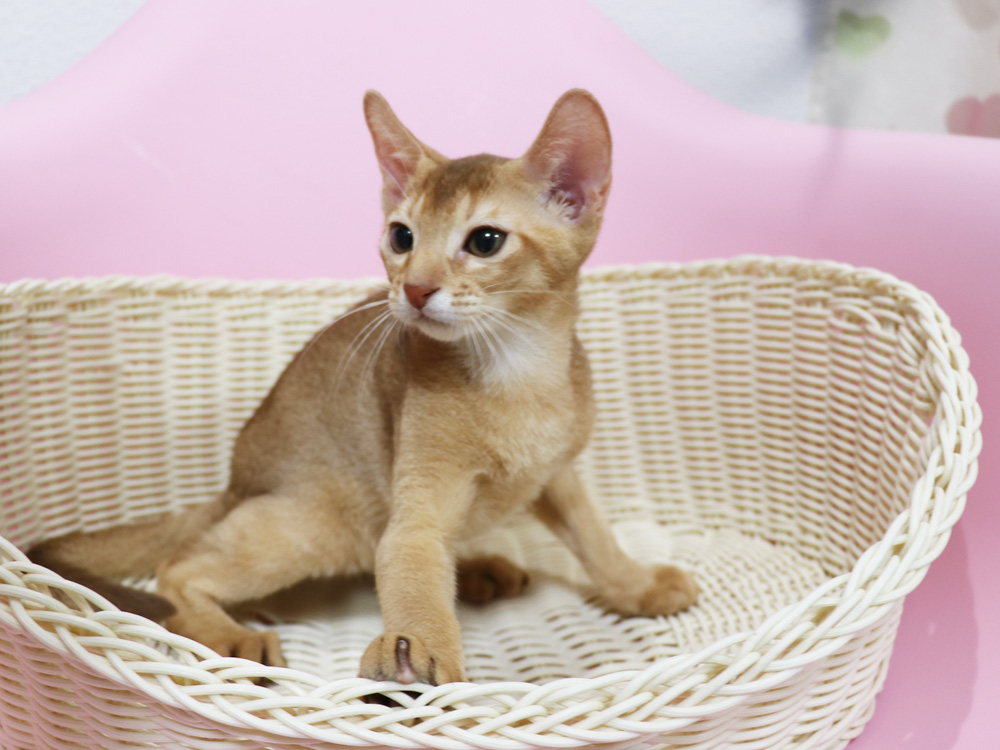 アビシニアンの子猫画像