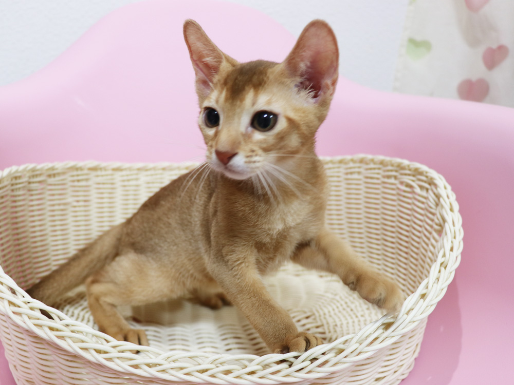 アビシニアンの子猫画像