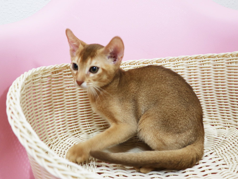 アビシニアンの子猫画像