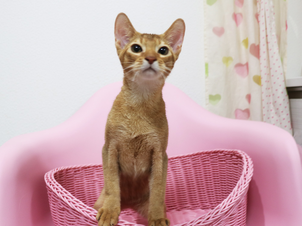 アビシニアンの子猫画像