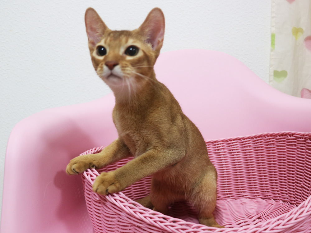 アビシニアンの子猫画像