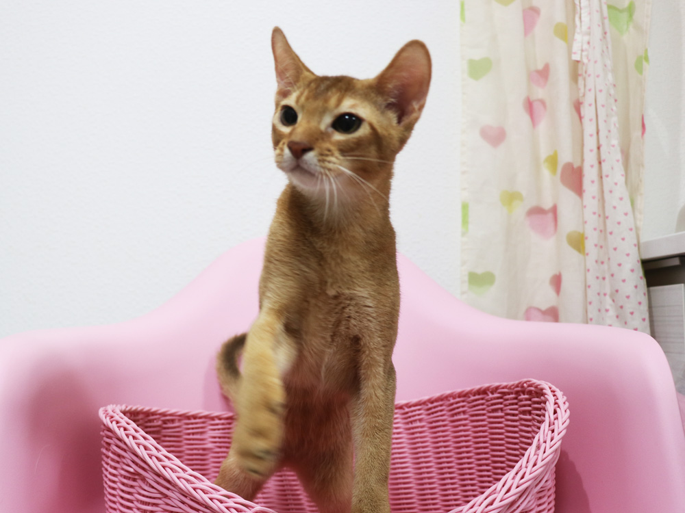 アビシニアンの子猫画像