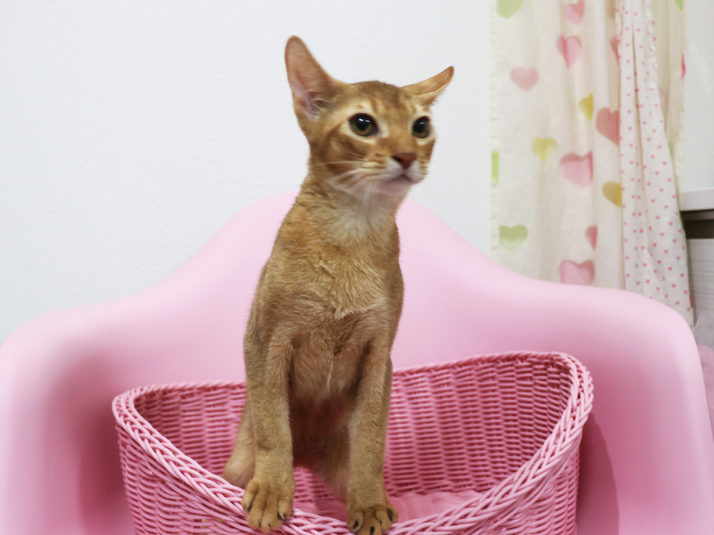 アビシニアンの子猫画像