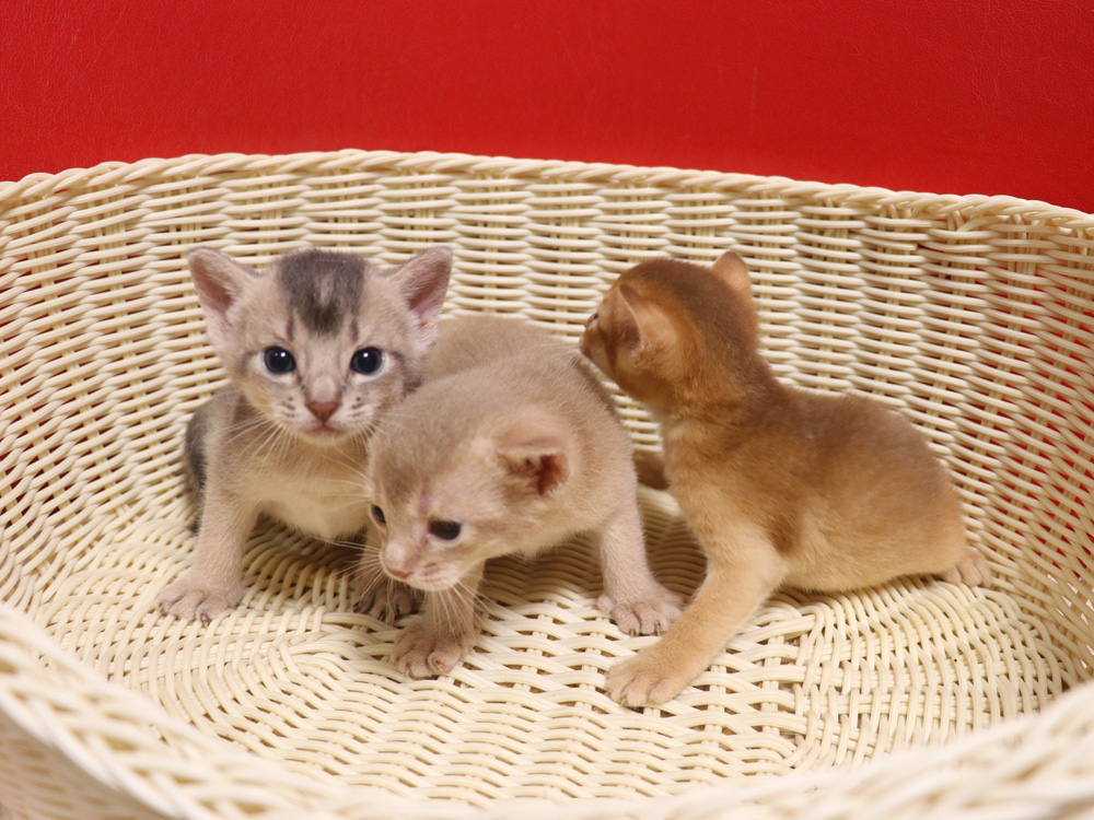 アビシニアンの子猫画像