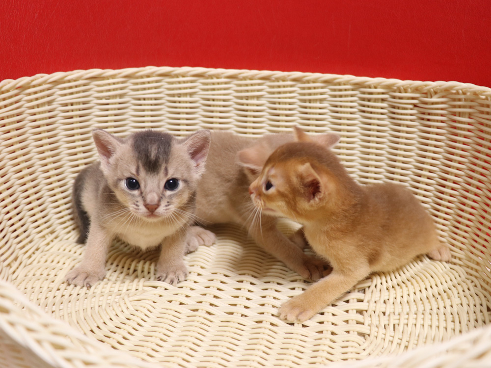 アビシニアンの子猫画像