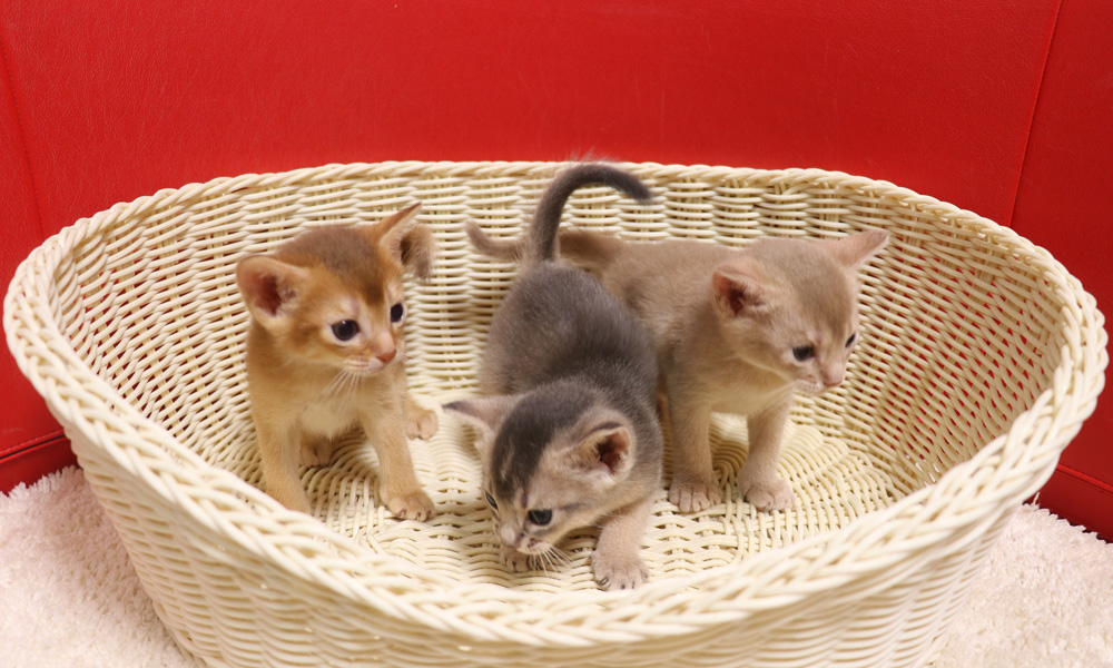 アビシニアンの子猫画像