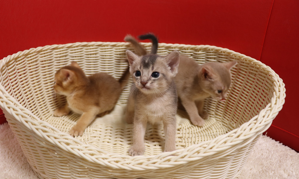アビシニアンの子猫画像