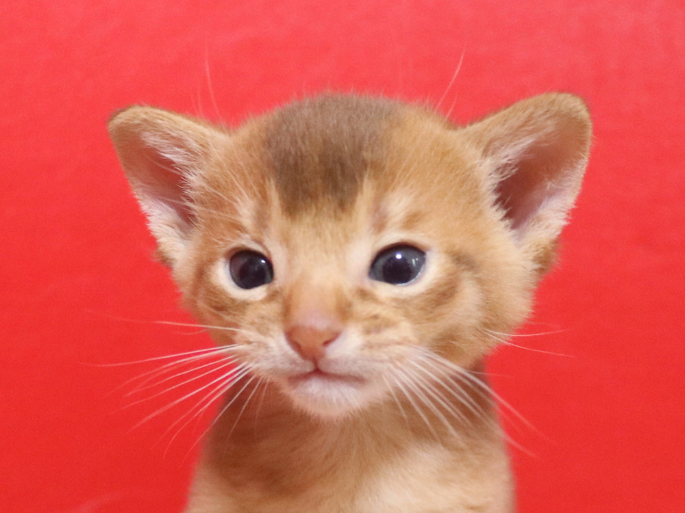 アビシニアンの子猫画像