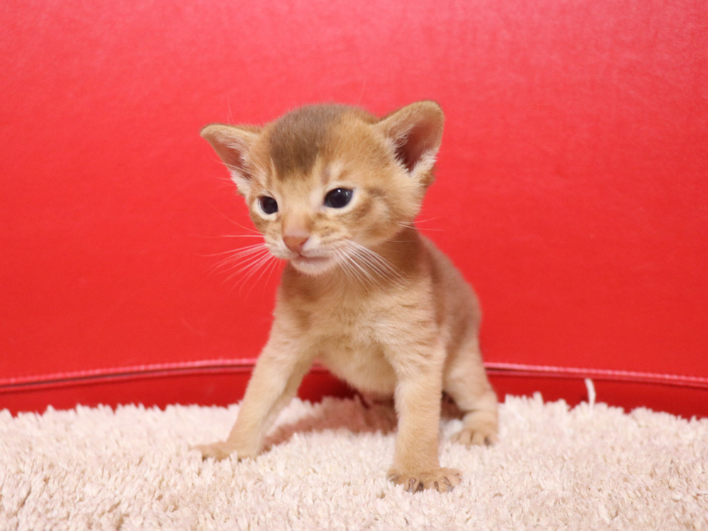アビシニアンの子猫画像