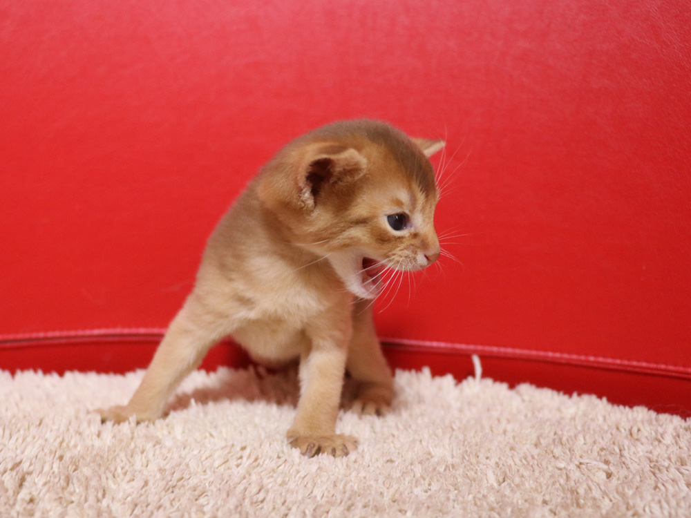 アビシニアンの子猫画像