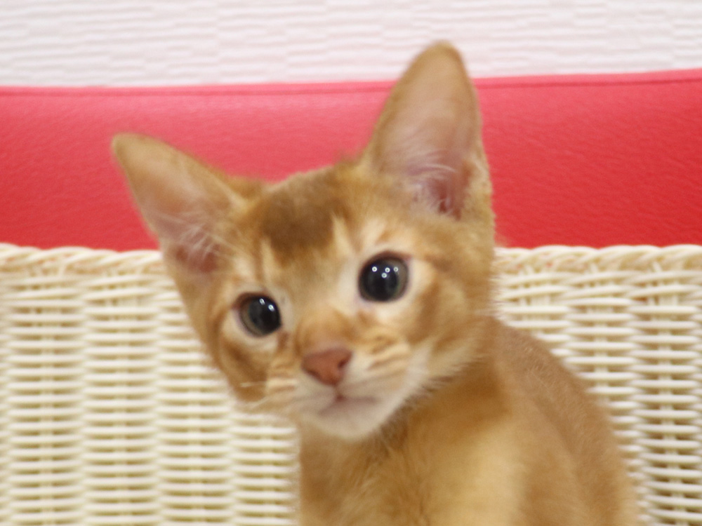 アビシニアンの子猫画像