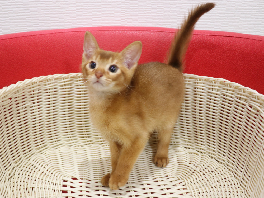 アビシニアンの子猫画像