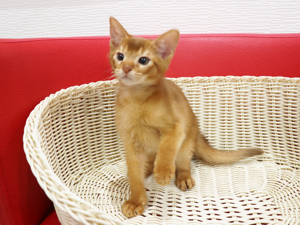 アビシニアンの子猫画像