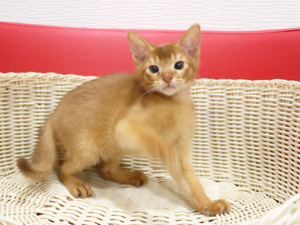 アビシニアンの子猫画像