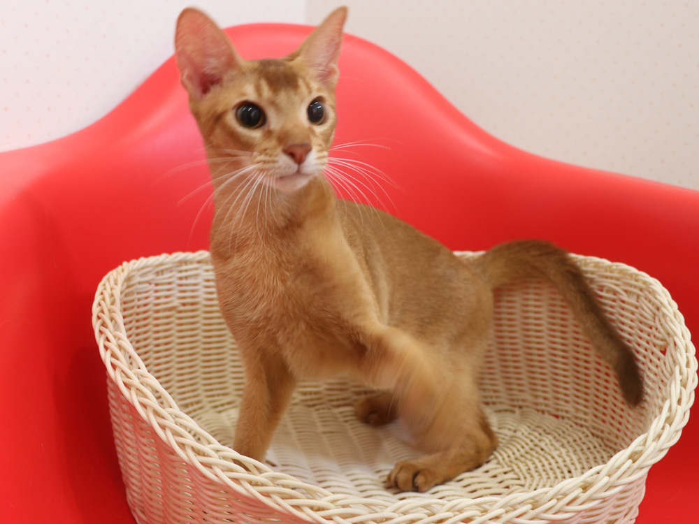 アビシニアンの子猫画像