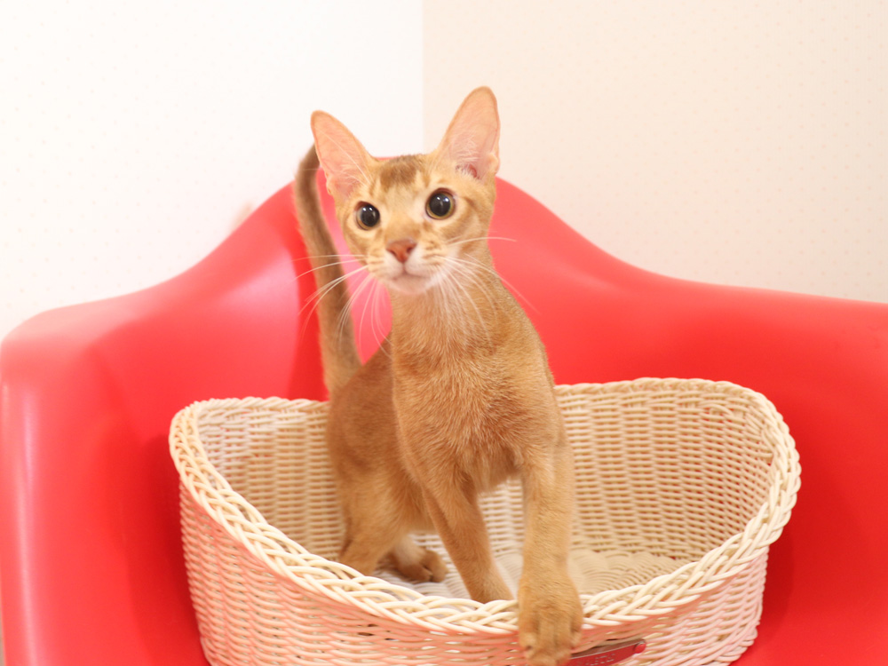 アビシニアンの子猫画像