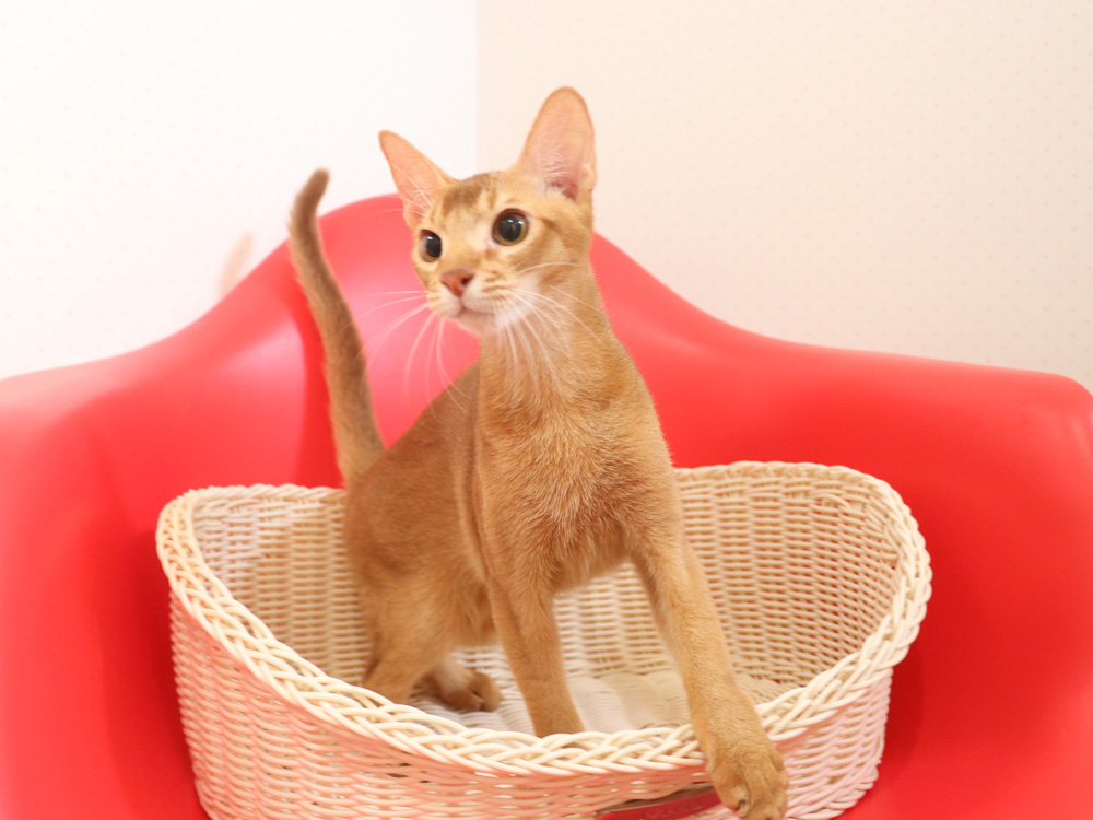 アビシニアンの子猫画像