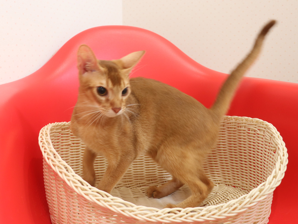 アビシニアンの子猫画像