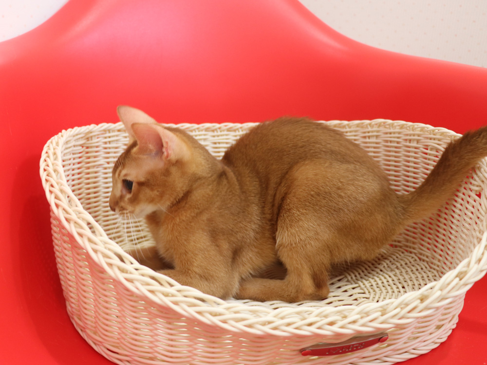 アビシニアンの子猫画像