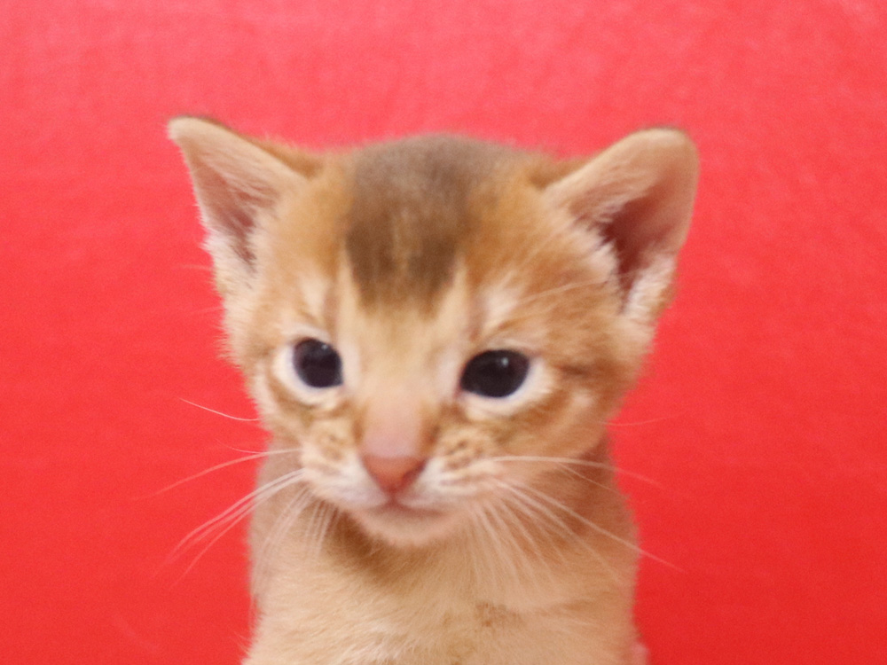 アビシニアンの子猫画像
