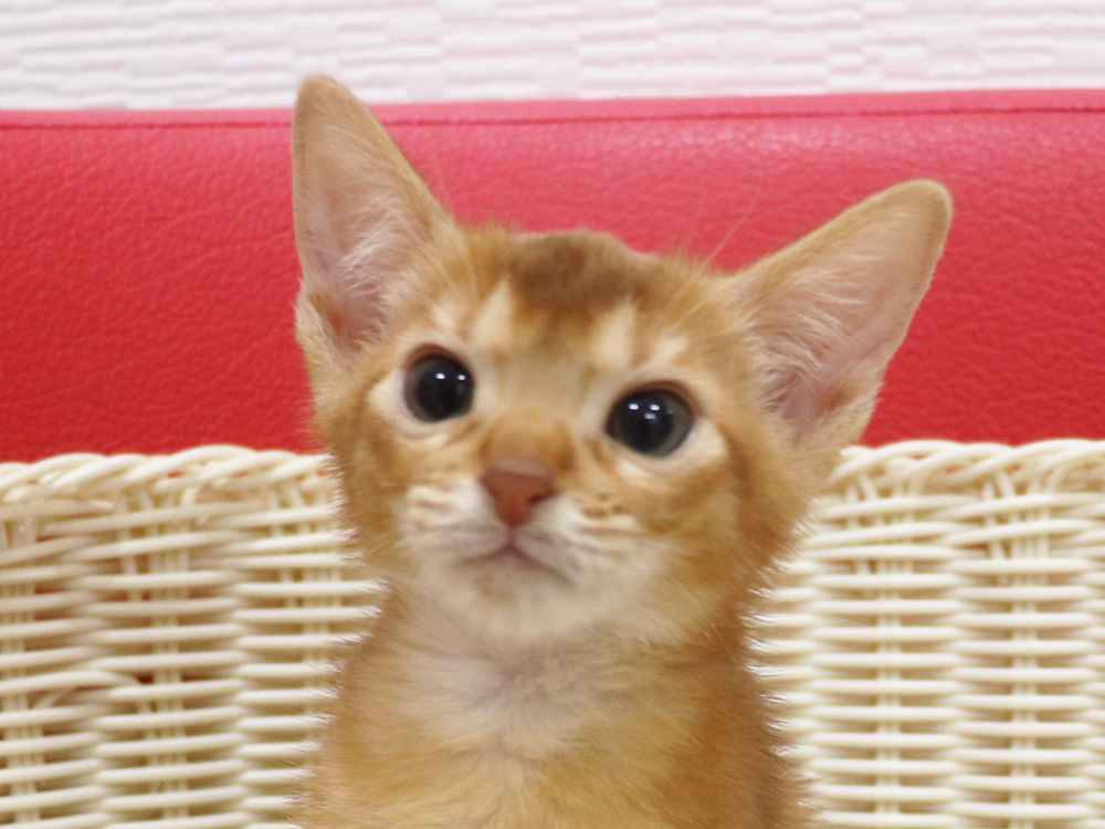 アビシニアンの子猫画像
