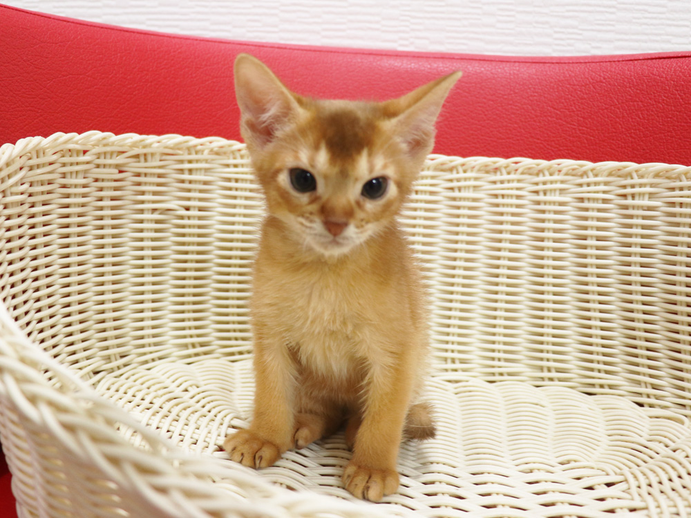 アビシニアンの子猫画像