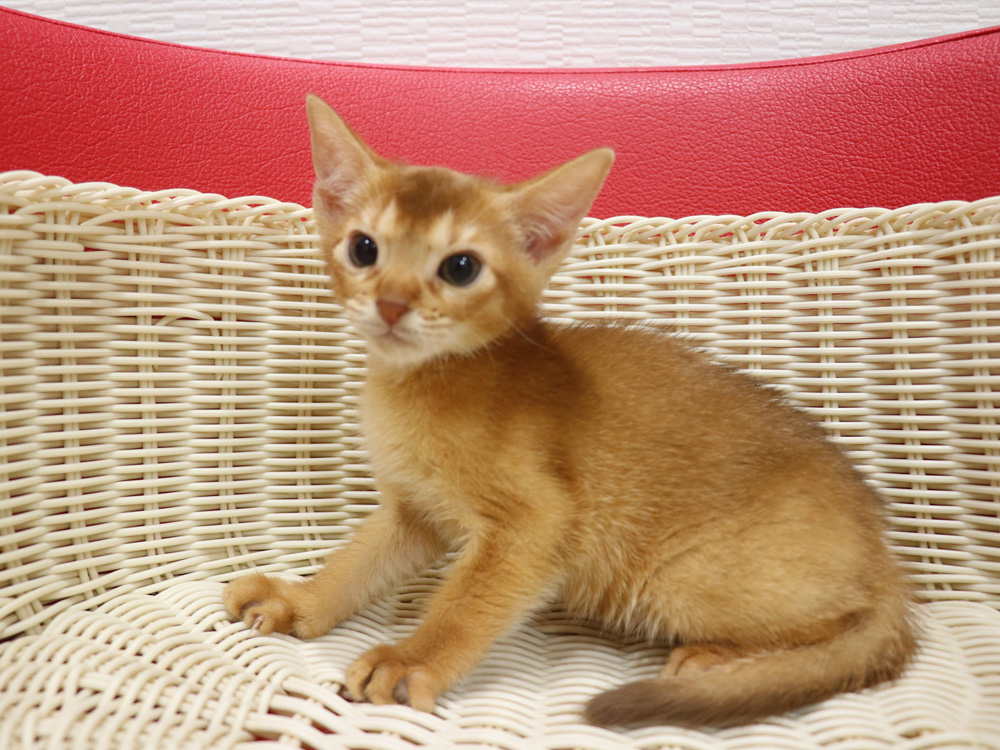 アビシニアンの子猫画像