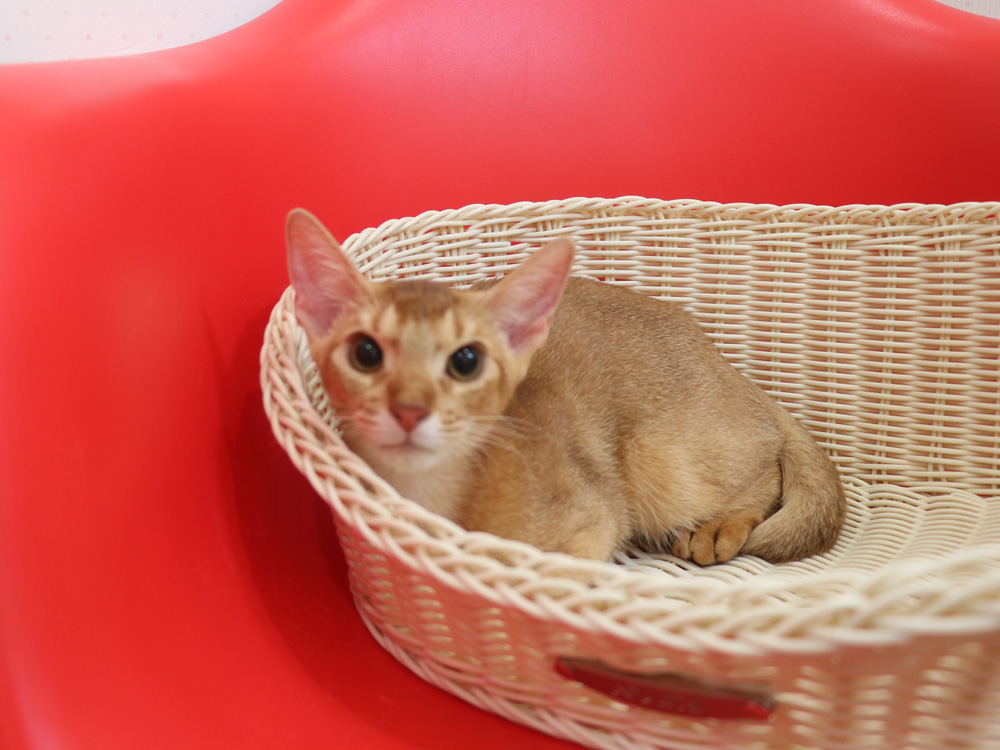 アビシニアンの子猫画像