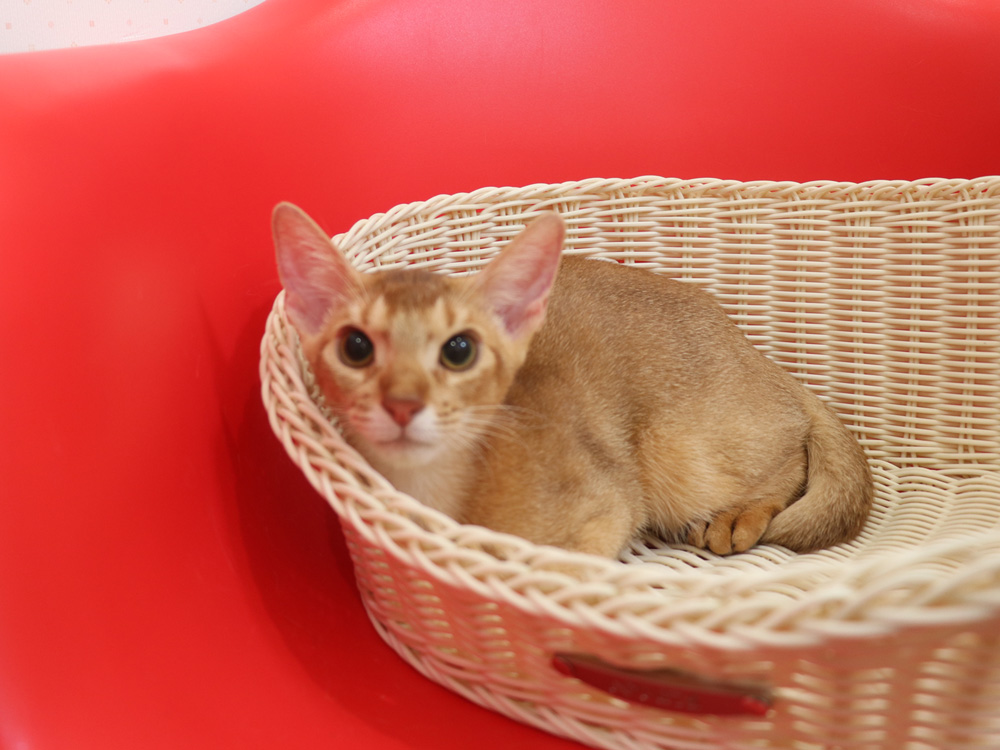 アビシニアンの子猫画像