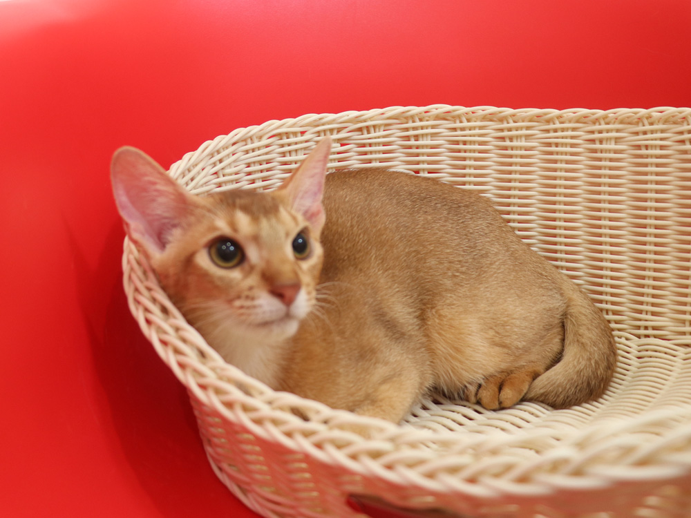 アビシニアンの子猫画像