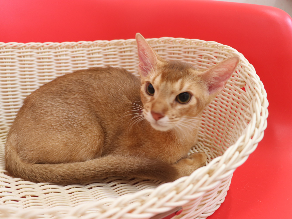 アビシニアンの子猫画像