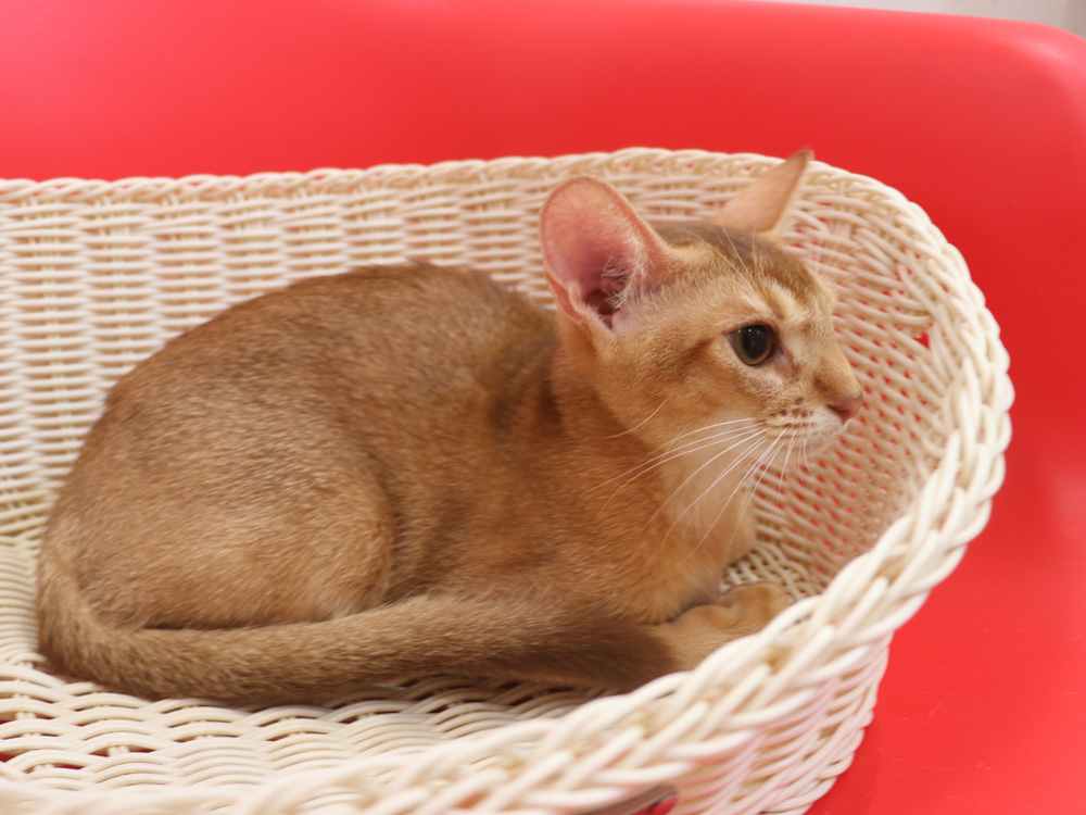 アビシニアンの子猫画像